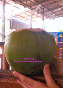 Young coconut filled with delicious water - Naturoce